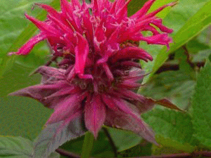 Raspberry Wine Bee Balm (Monarda 'Raspberry Wine') - 1 gallon