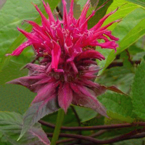 Raspberry Wine Bee Balm (Monarda 'Raspberry Wine') - 1 gallon