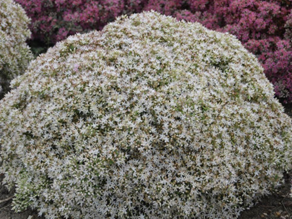 Rock 'N Round® 'Bundle of Joy' Stonecrop (Sedum 'Rock N Grow Bundle Of Joy') - 1 gallon