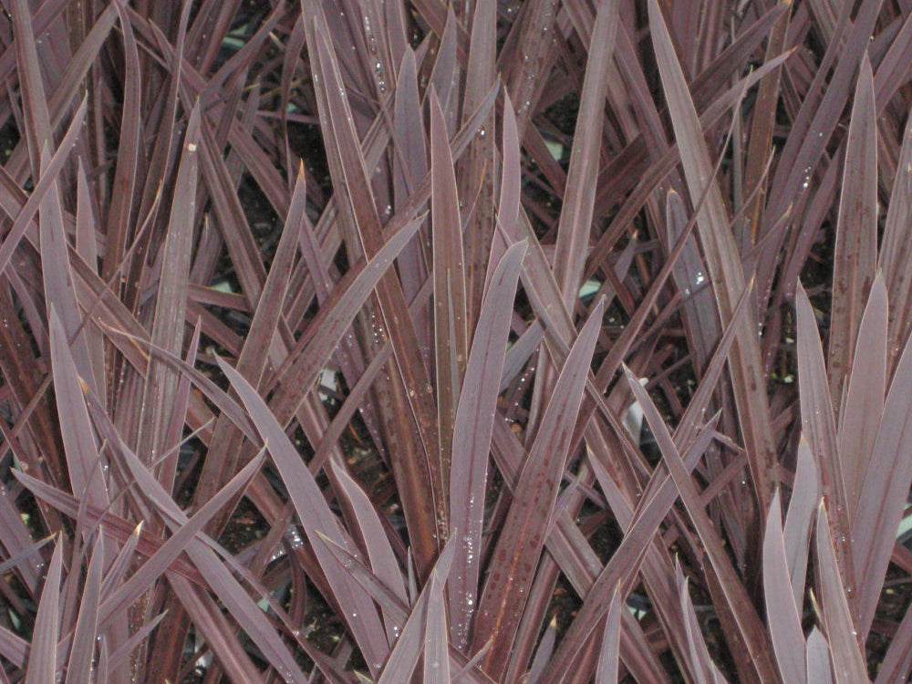 Red Sensation Cordyline (Cordyline australis 'Red Sensation') - 1 gallon