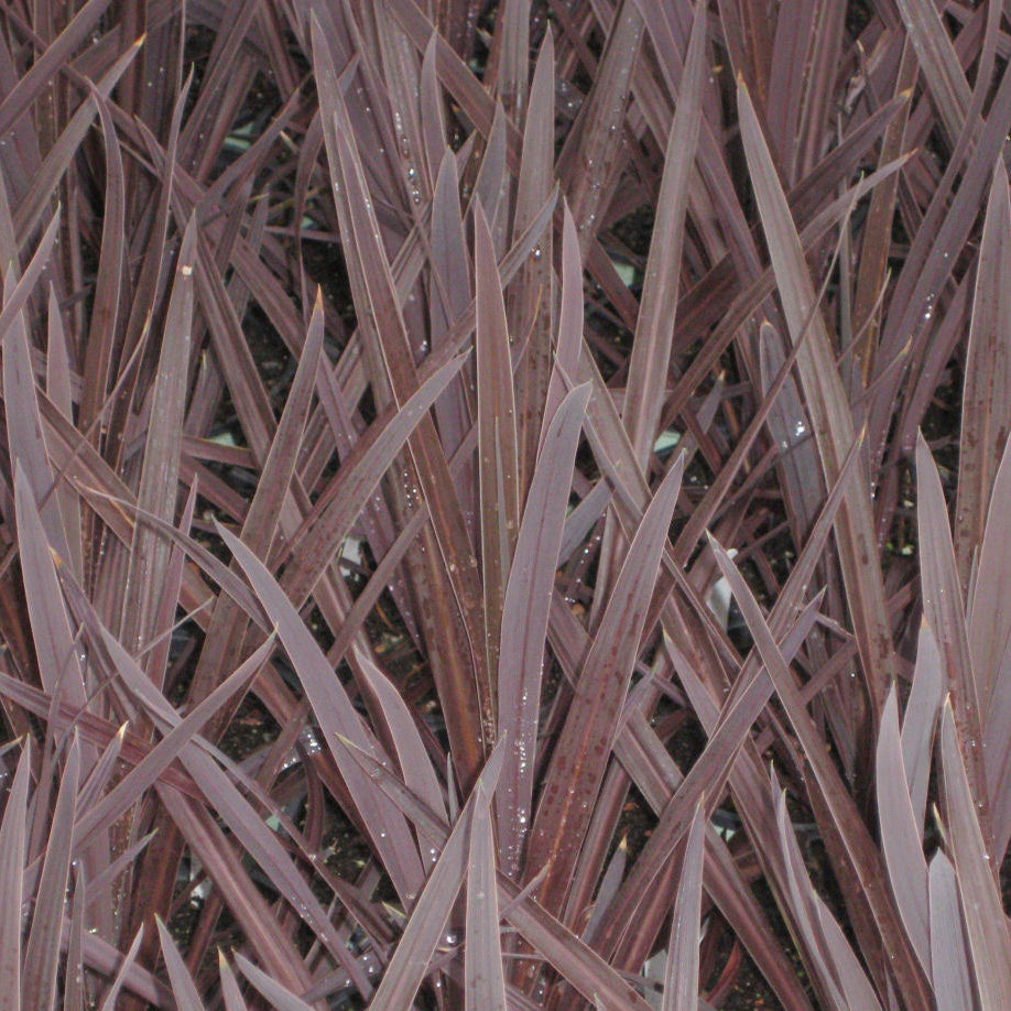 Red Sensation Cordyline (Cordyline australis 'Red Sensation') - 1 gallon