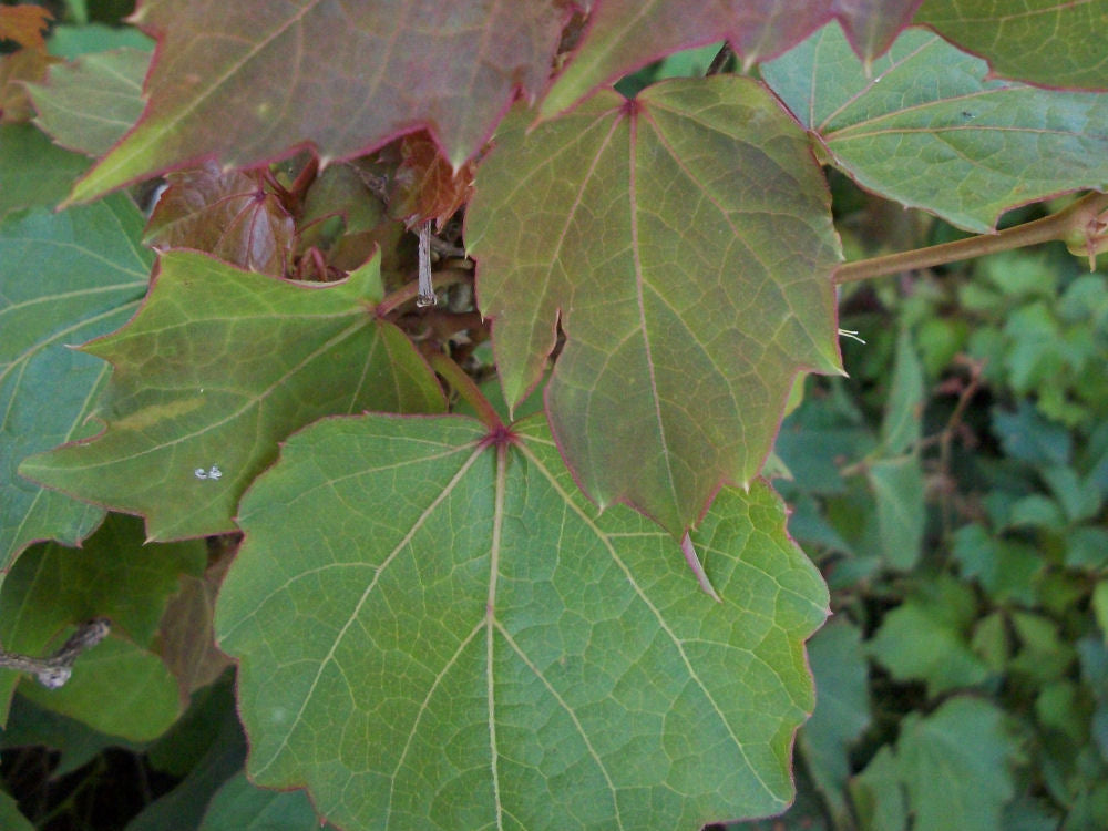 Robusta Boston Ivy (Parthenocissus tricuspidata 'Robusta') - 1 gallon