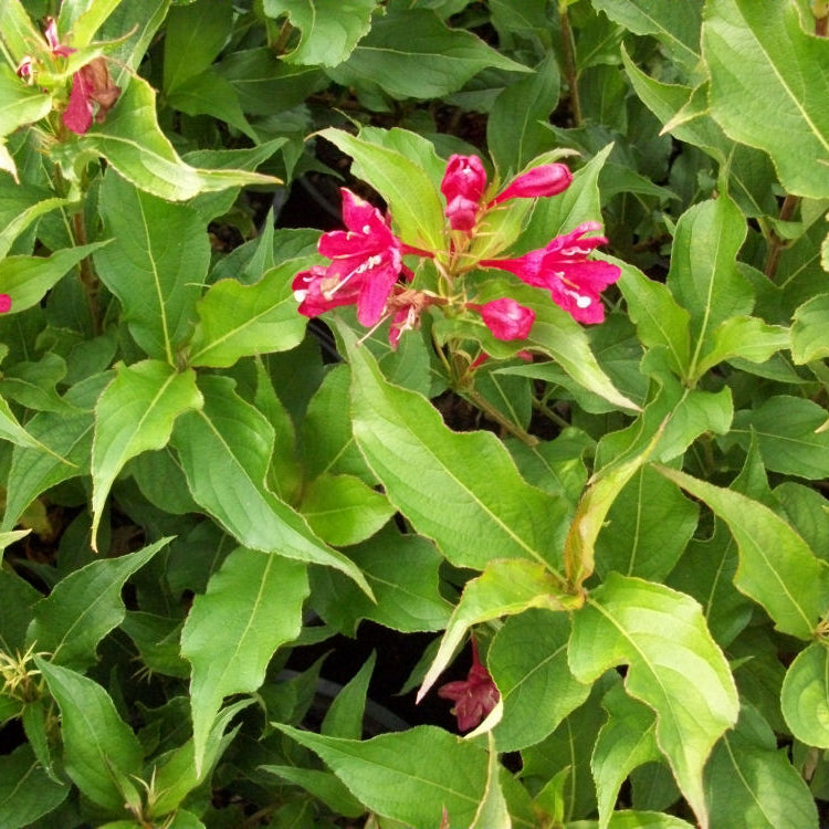 Red Prince Weigela (Weigela florida 'Red Prince') - 3 gallon 15"