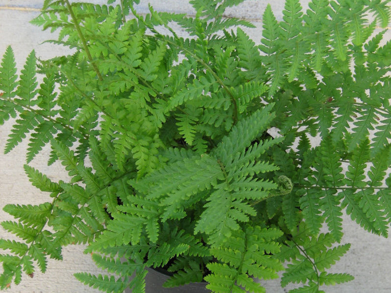 Robust Male Fern (Dryopteris filix-mas undulata 'Robusta') - 1 gallon