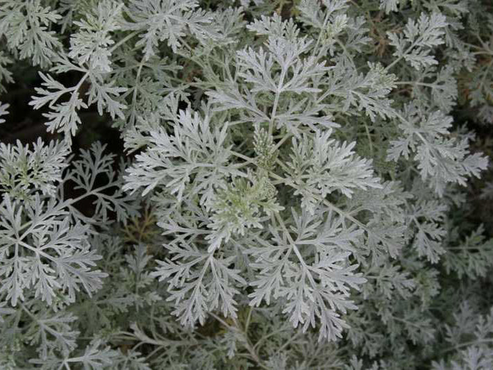Powis Castle Artemisia (Artemisia x 'Powis Castle') - 1 gallon