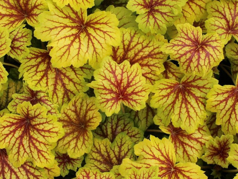 Red Lightning Coral Bells (Heuchera 'Red Lightning') - 1 gallon