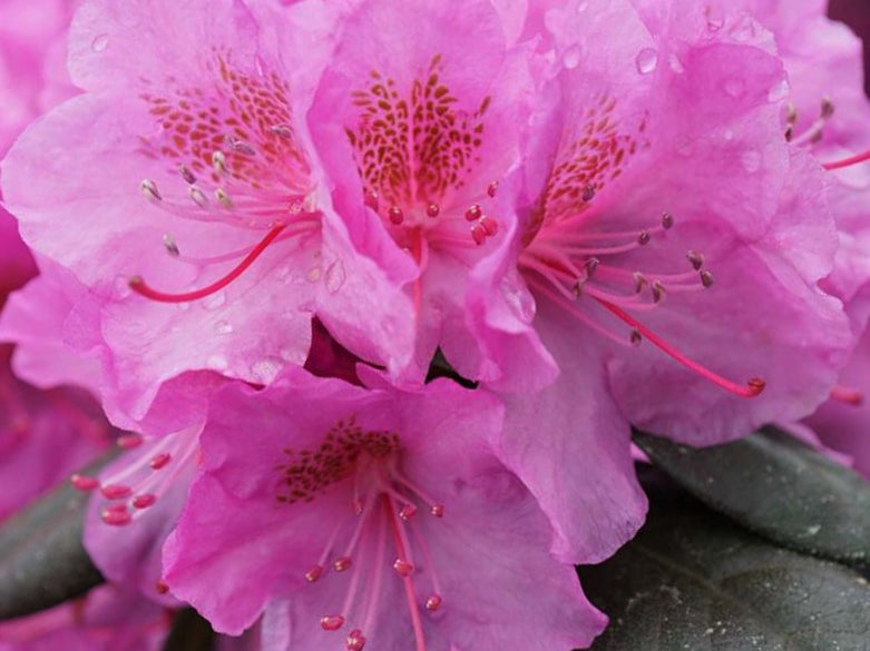 Rhododendron Black Hat® (Rhododendron x 'Black Hat') - 3 gallon 15"