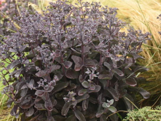 Rock 'N Grow® 'Back in Black' Stonecrop (Sedum back 'In Black') - 1 gallon