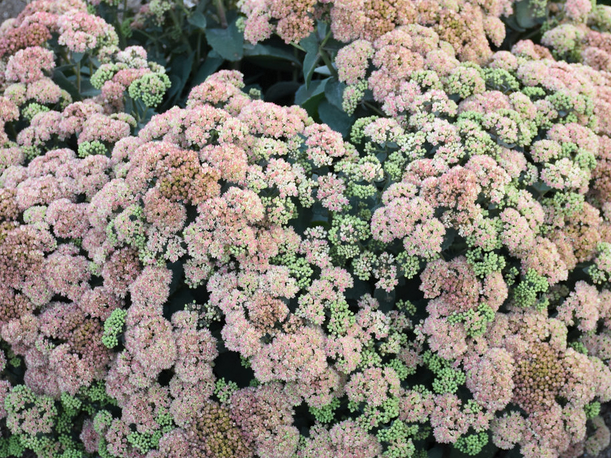 Rock 'N Grow® 'Coraljade' Stonecrop (Sedum coraljade) - 1 gallon