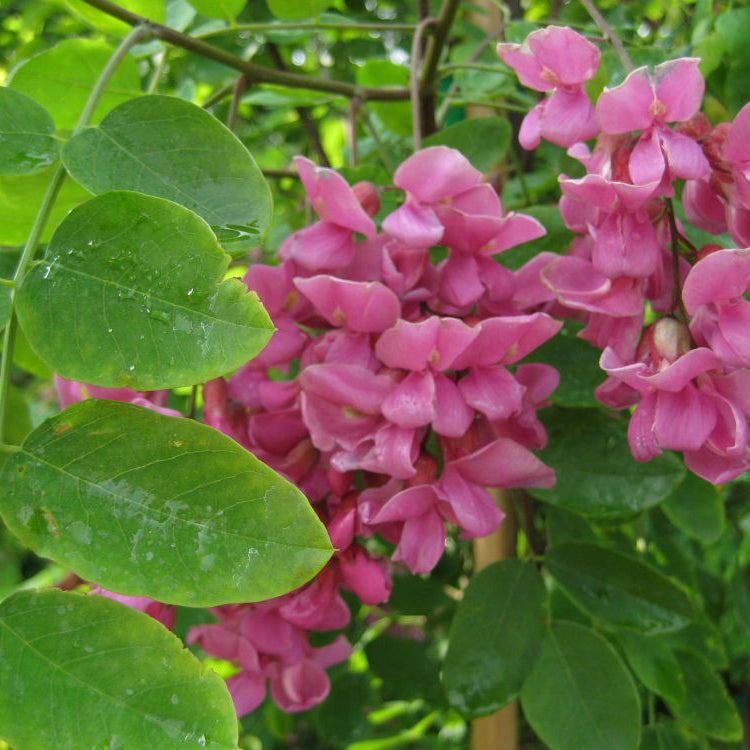 Purple Robe Black Locust (Robinia pseudoacacia 'Purple Robe') - 5 gallon