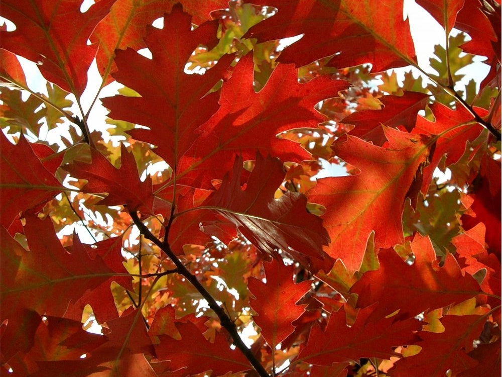 Red Oak (Quercus rubra 'Rubrum') - 3 gallon