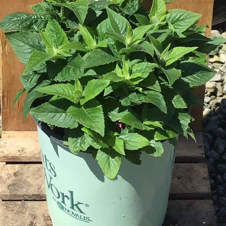 Pocahontas Pink Bee Balm (Monarda pocahontas 'Pink') - 1 gallon