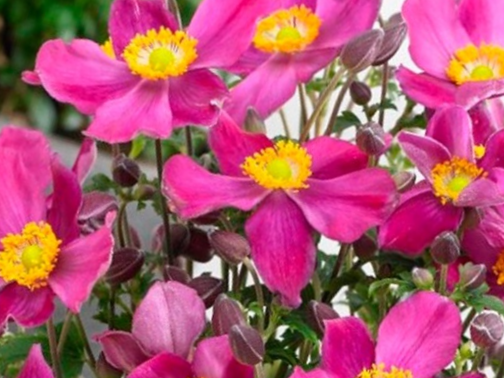 Red Riding Hood Windflower (Anemone 'Fantasy Red Riding Hood') - 1 gallon