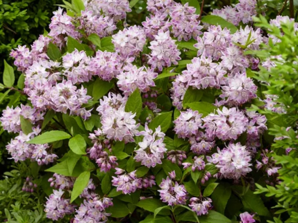 Raspberry Sundae Deutzia (Deutzia 'Raspberry Sundae') - 2 gallon