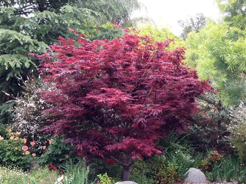 Red Leaf Japanese Maple (Acer palmatum 'Atropurpurea') - 2 gallon 24-30"