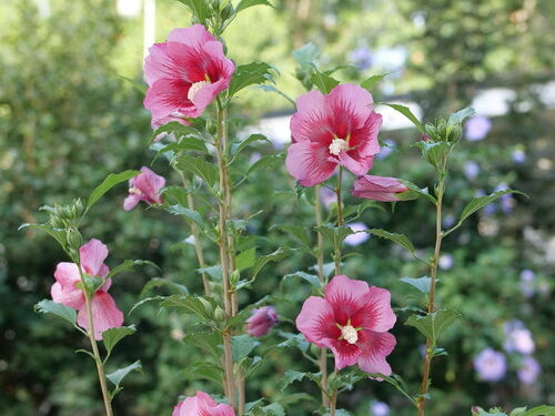 Red Pillar® Rose of Sharon (Hibiscus syriacus 'Red Pillar') - 3 gallon 18"