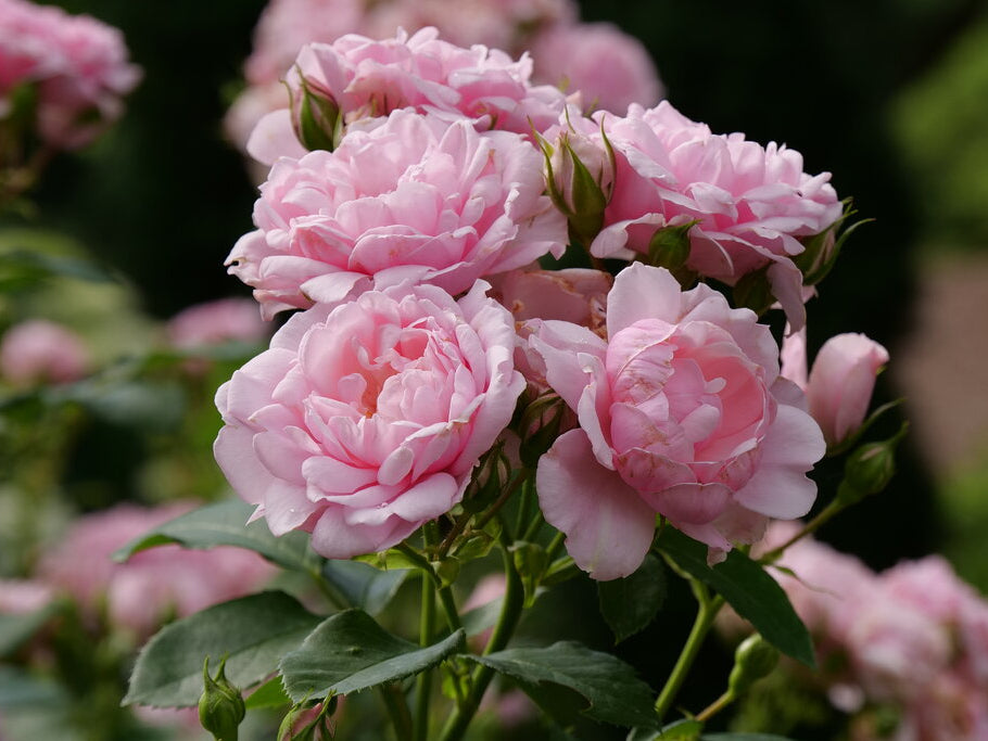Reminiscent™ Pink Rose (Rosa reminiscent 'Pink') - QT
