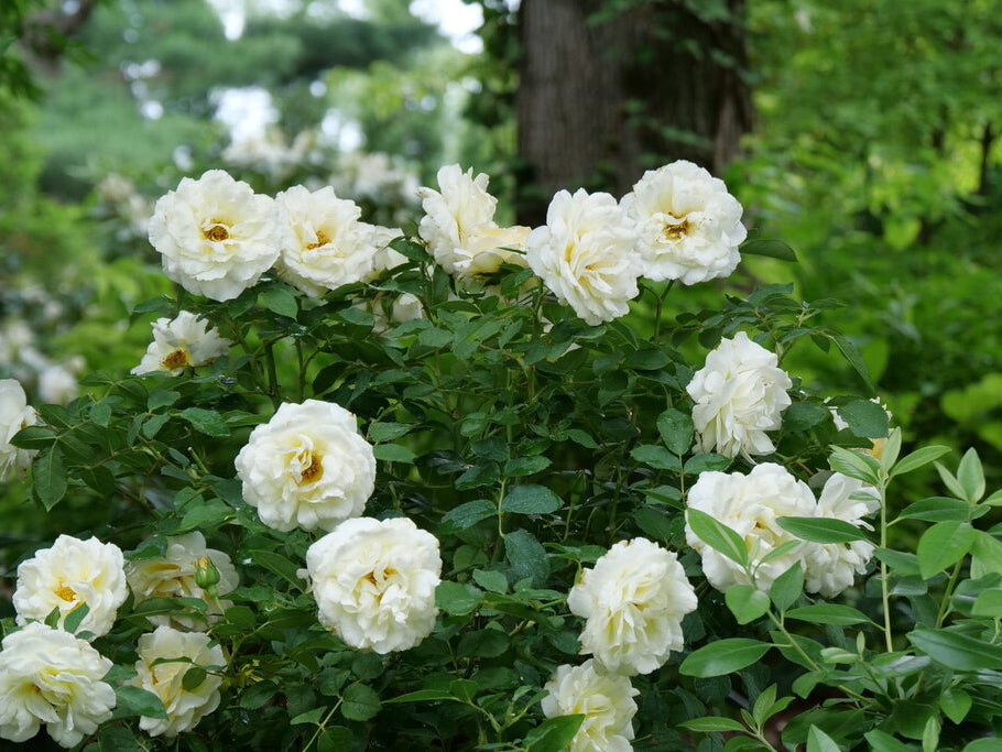 Reminiscent™ Crema Rose (Rosa reminiscent 'Crema') - QT