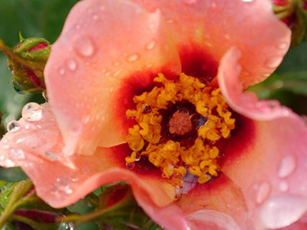 Ringo All-Star™ Rose (Rosa ringo 'All Star') - QT