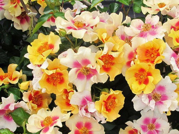 Ringo® Rose (Rosa 'Ringo') - QT