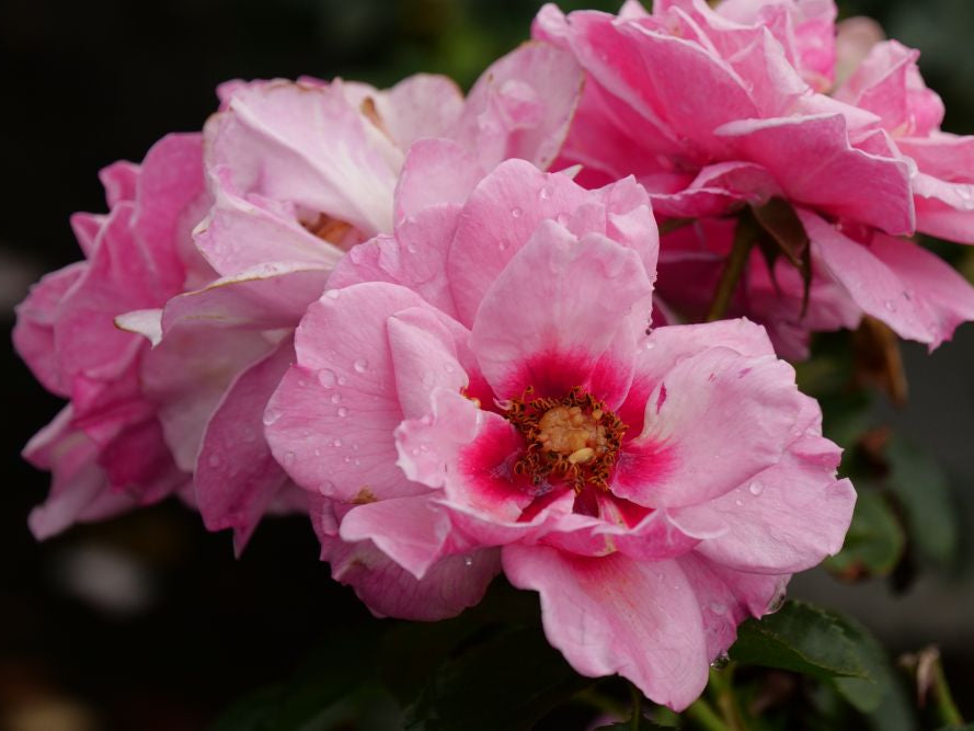 Ringo® Double Pink Rose (Rosa x Ringo® Double Pink (’ChewDelight’)) - QT