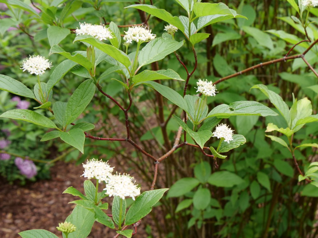 Red-Osier Dogwood (Cornus stolonifera 'Arctic Fire Red') - QT