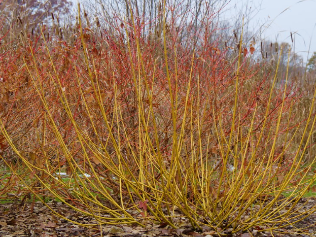 Red-Osier Dogwood
(Cornus stolonifera 'Arctic Fire Yellow') - QT