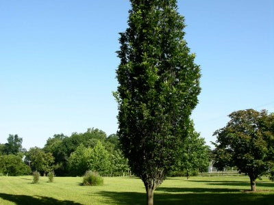 Regal Prince® Oak (Quercus x bicolor 'Long') - 3 gallon TREE