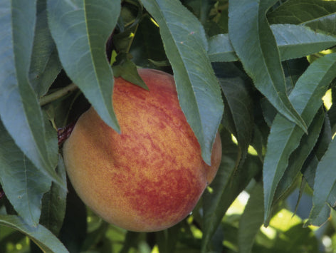 Redhaven Peach (Prunus persica 'Redhaven') - 3 gallon 36" TREE