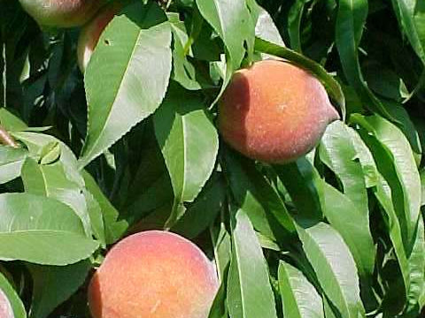Reliance Peach (Prunus persica 'Reliance') - 3 gallon 36" TREE