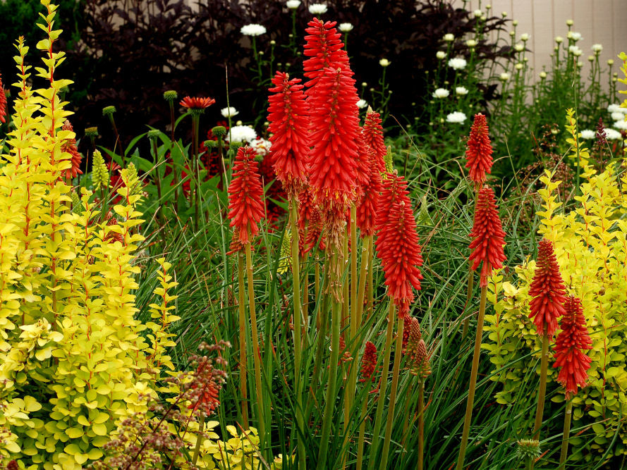 Red Hot Popsicle Dwarf Poker (Kniphofia redhot 'Red Hot Popsicle') - QT