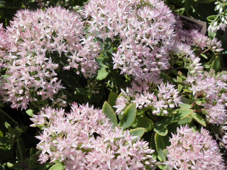Rock 'N Round® 'Pure Joy' Stonecrop (Sedum pure 'Joy') - QT