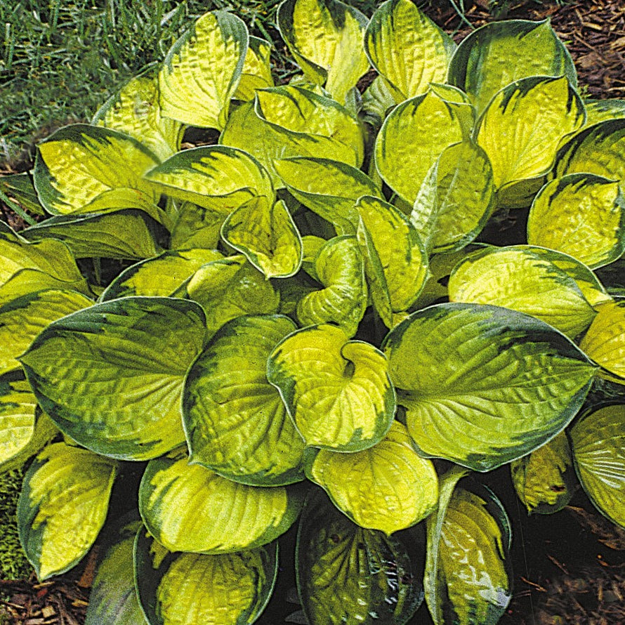 Rainforest Sunrise Plantain Lily (Hosta rainforest 'Sunrise') - QT