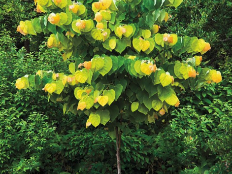 Rising Sun Redbud (Cercis canadensis 'Rising Sun') - 1 gallon 3-4' TREE