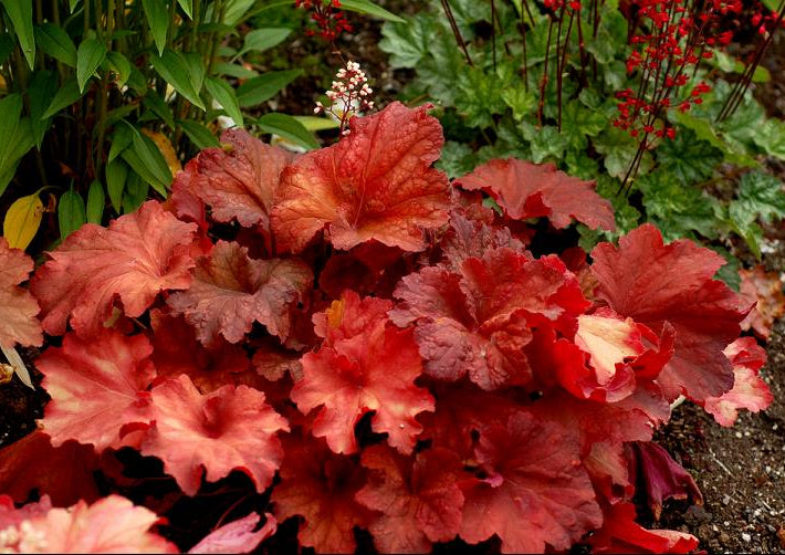 Rio Coral Bells (Heuchera 'Rio') - 1 gallon