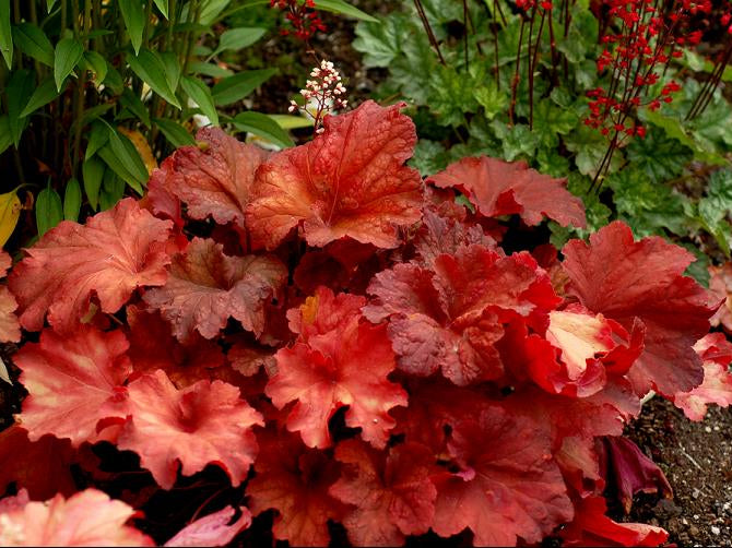 Rio Coral Bells (Heuchera 'Rio') - 1 gallon