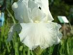 Renown Reblooming Bearded Iris (Iris germanica 'Renown') - 1 gallon