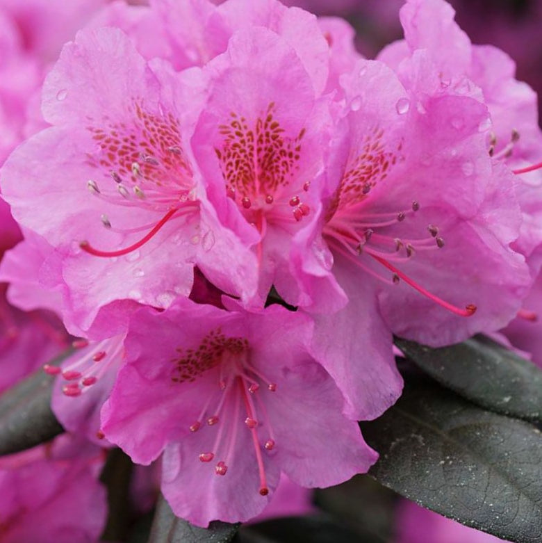 Rhododendron Black Hat® (Rhododendron x 'Black Hat') - QT