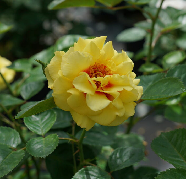 Rise Up™ Ringo Rose (Rosa rise 'Up Ringo') - QT