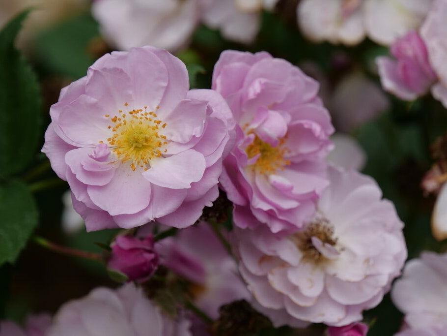 Rise Up Lilac Days™ Rose (Rosa rise 'Up Lilac Days') - QT