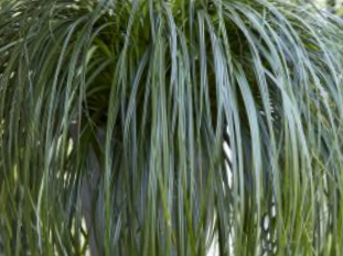 Ribbon Falls Sedge (Carex 'Carex Ribbon Falls') - QT