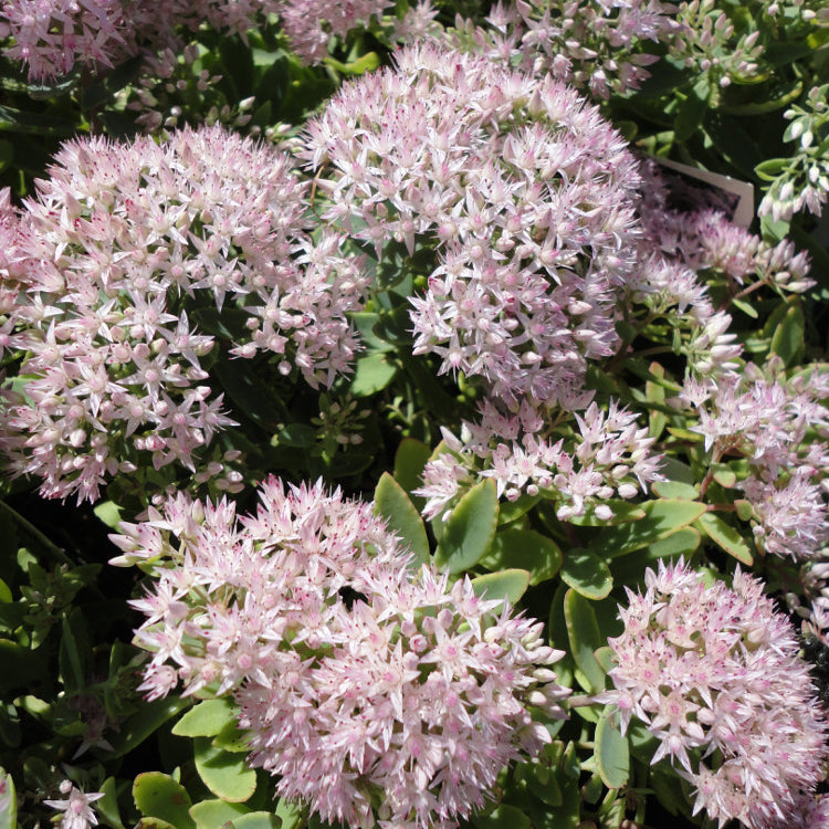 Rock 'N Round® 'Pure Joy' Stonecrop (Sedum pure 'Joy') - QT