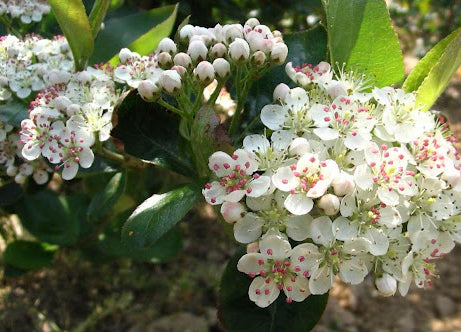 Viking Aronia / Black Chokeberry (Aronia melanocarpa 'Viking') - QT