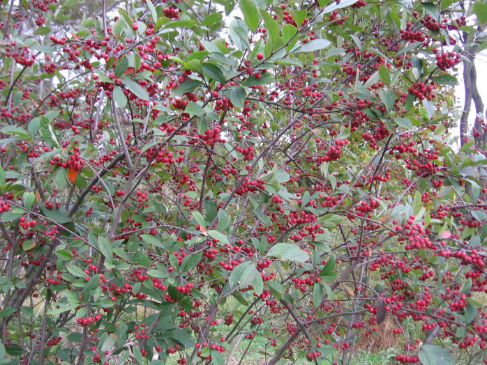 Red Chokeberry (Aronia arbutifolia 'Brilliantissima') - QT
