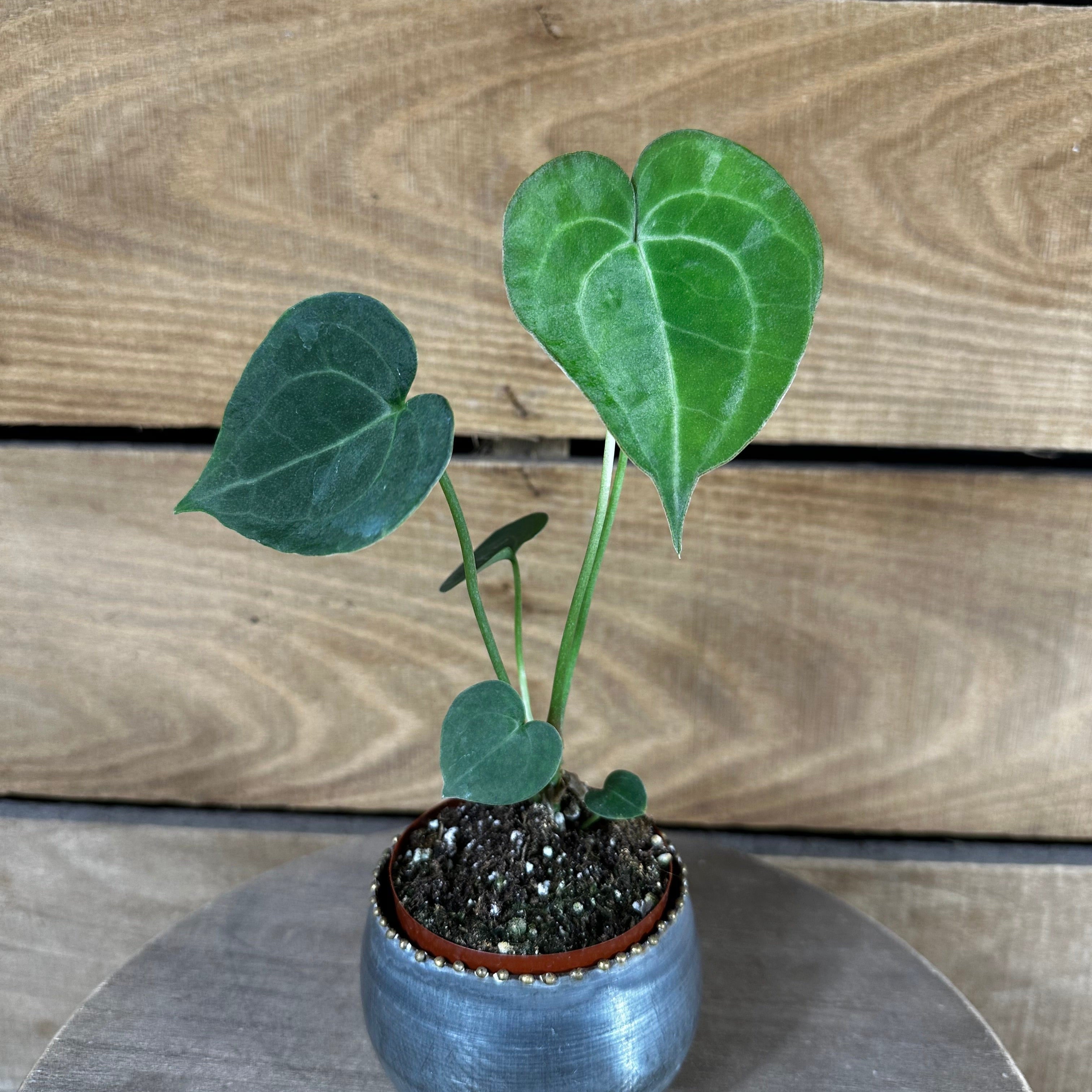 Anthurium Clarinervium, 2" Plant