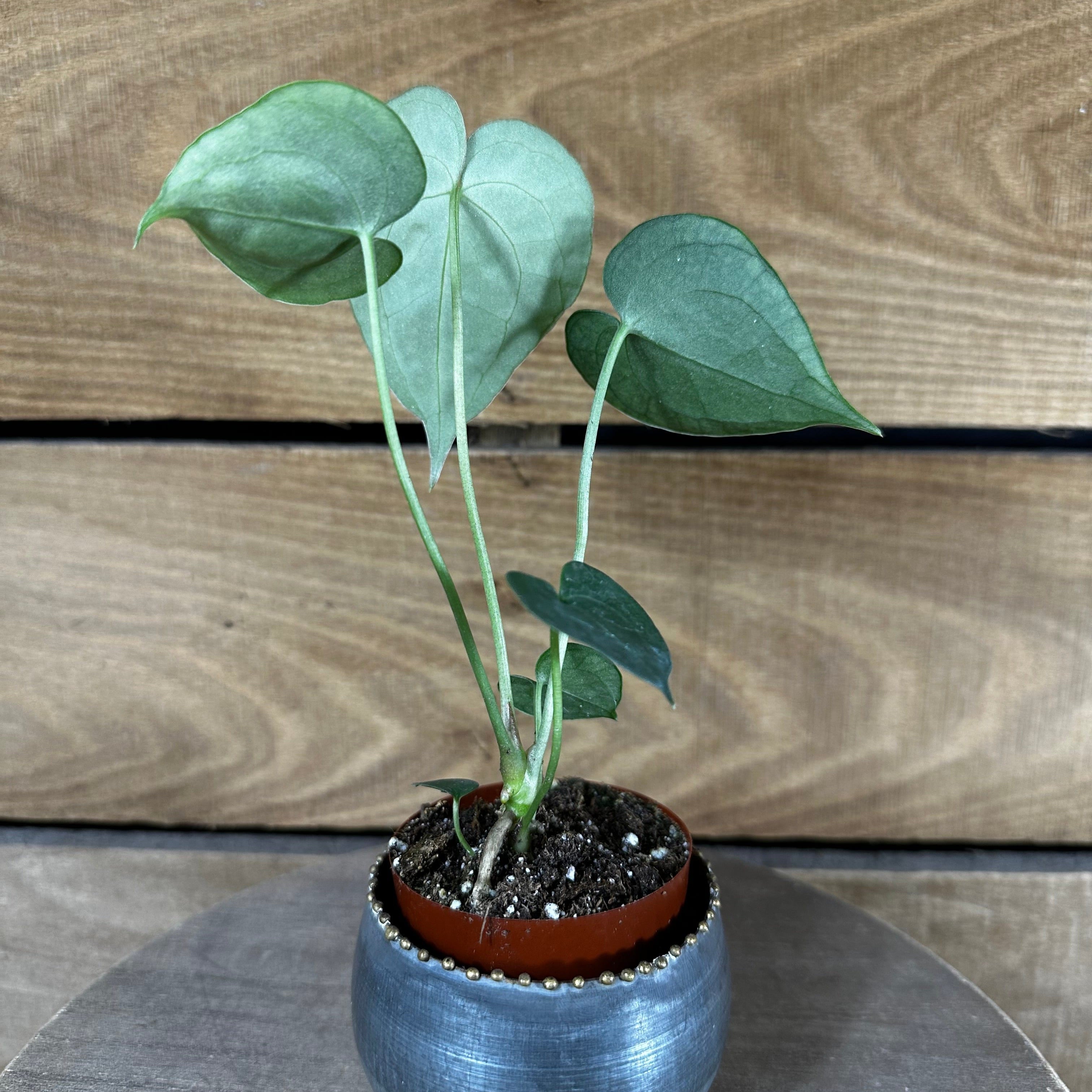 Anthurium Clarinervium, 2" Plant