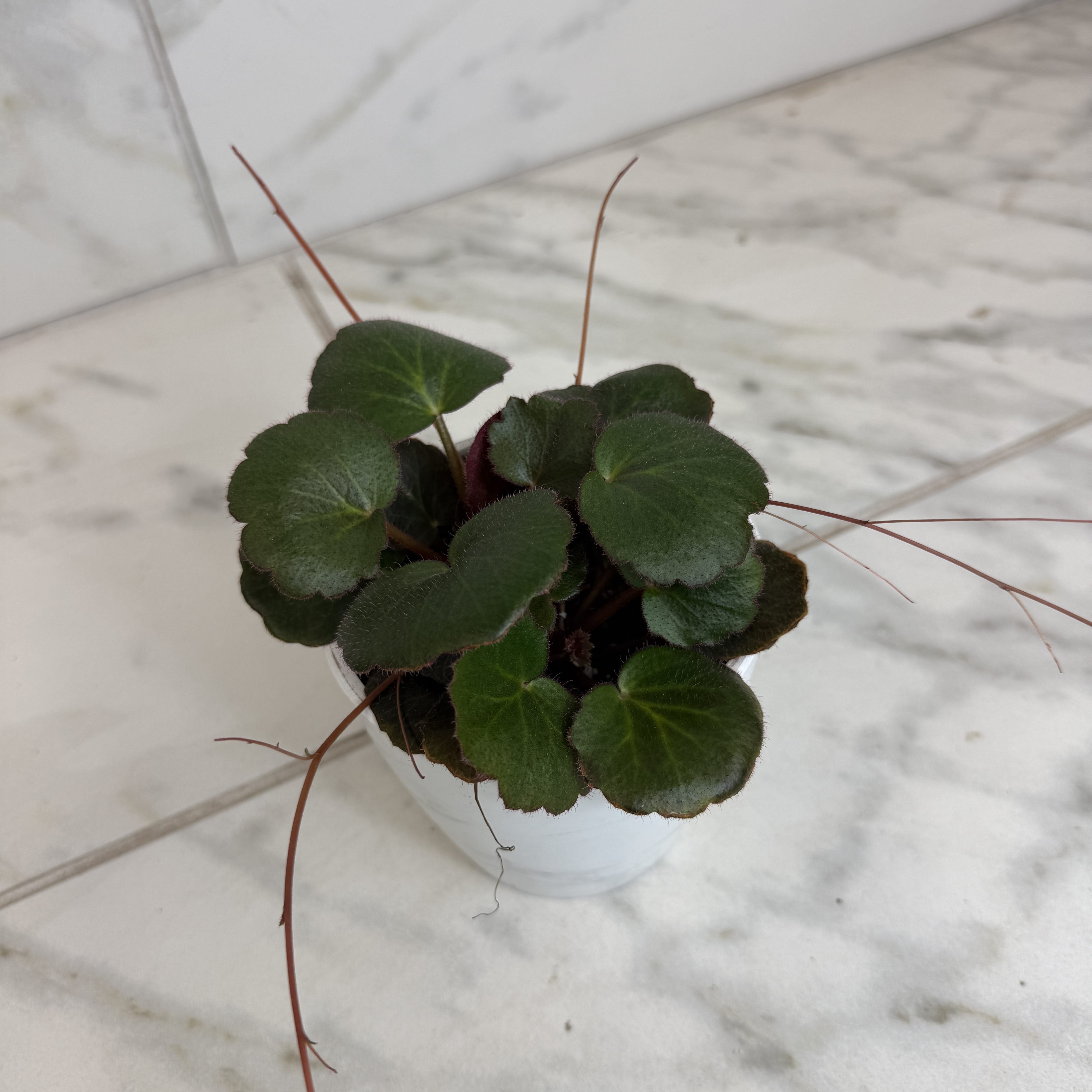 Begonia Strawberry Dark Form, 4" Plant