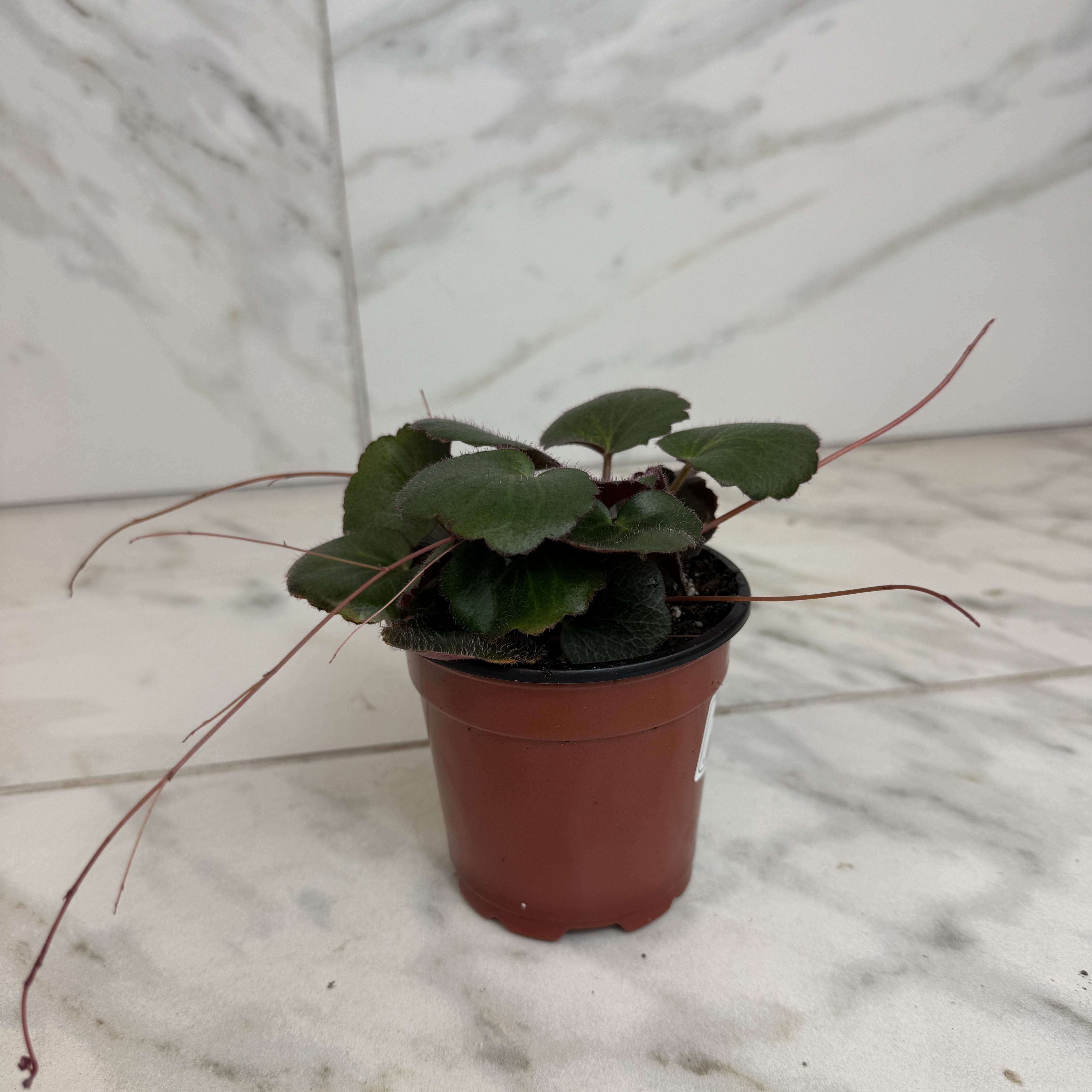 Begonia Strawberry Dark Form, 4" Plant