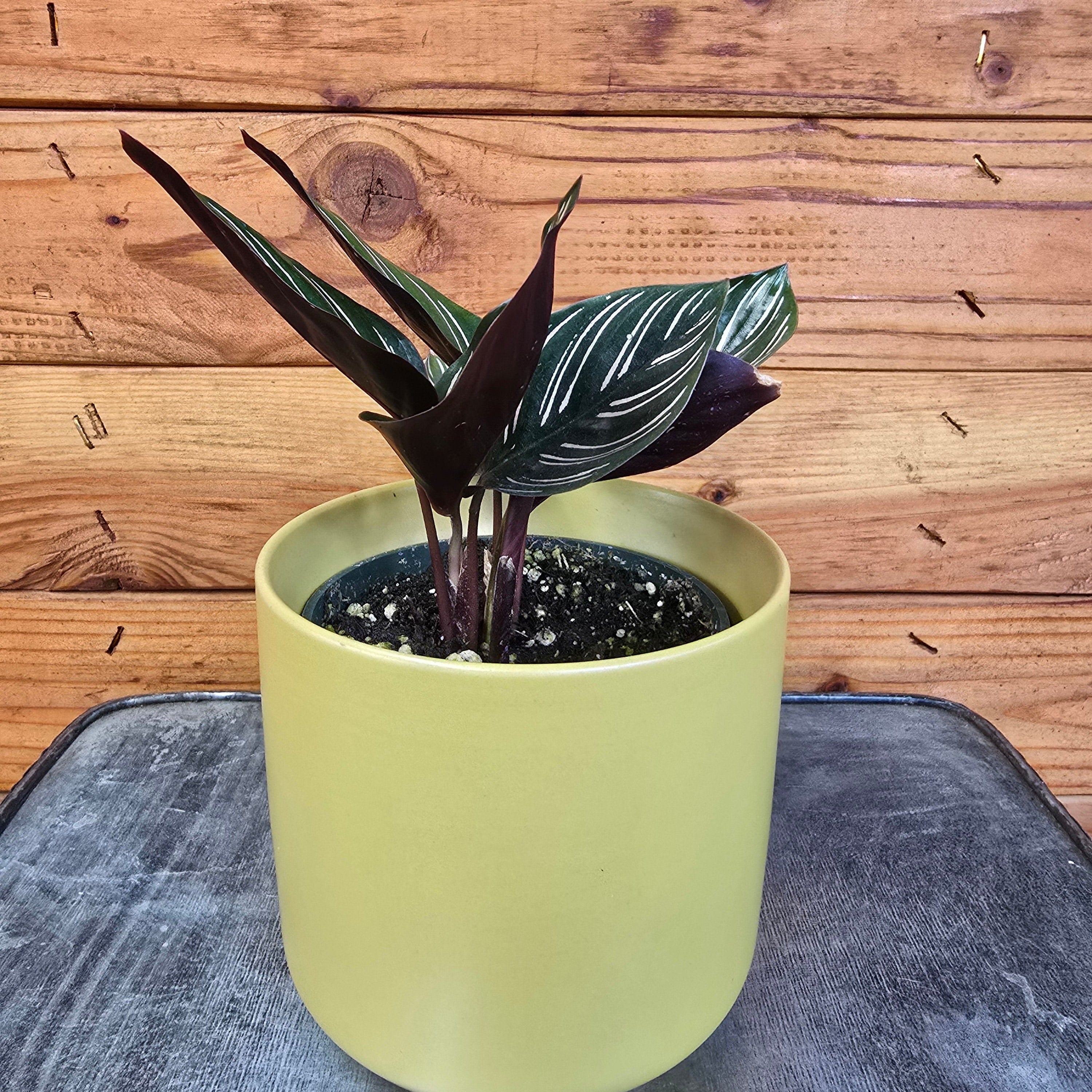 Calathea Ornata Pinstripe, 4" Plant