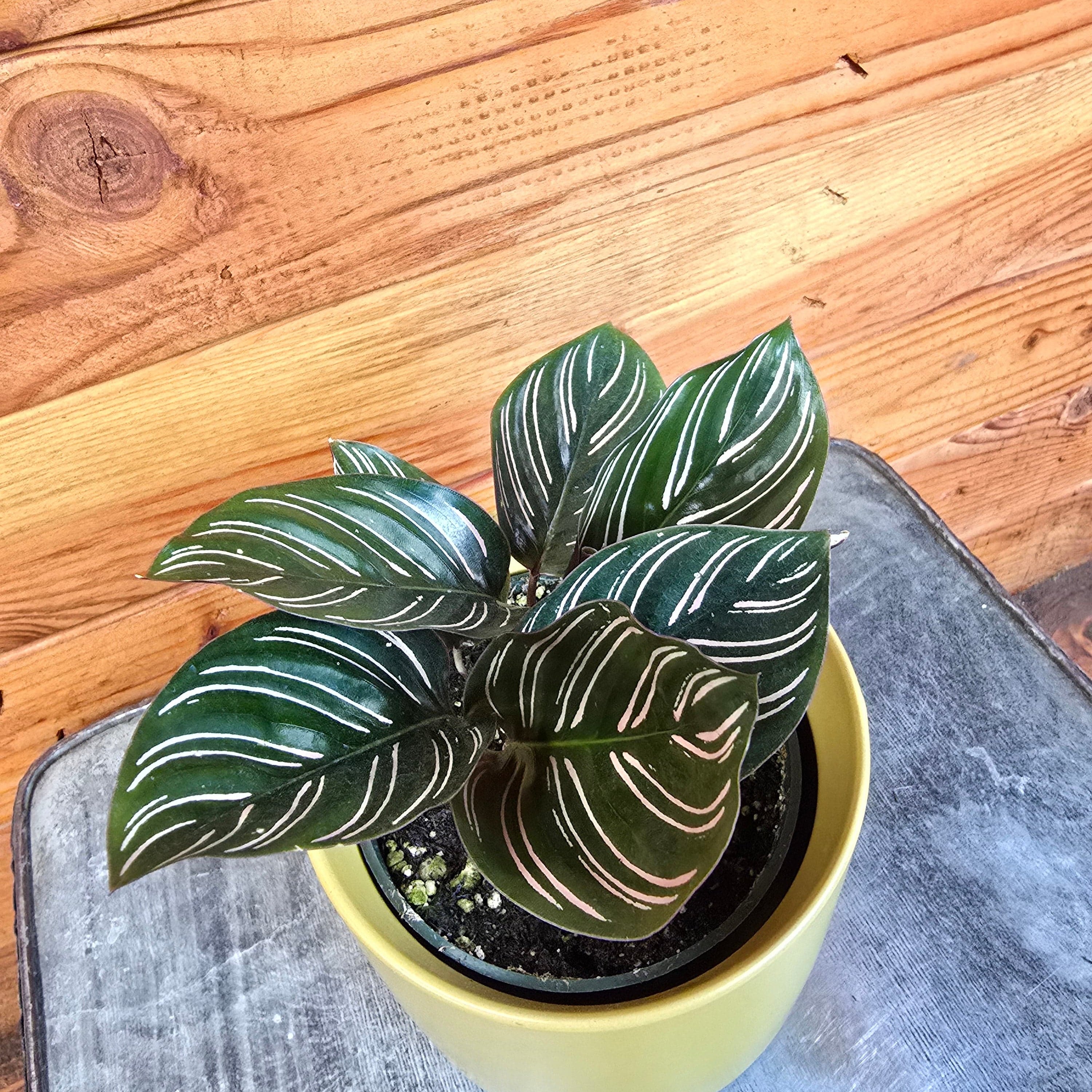 Calathea Ornata Pinstripe, 4" Plant
